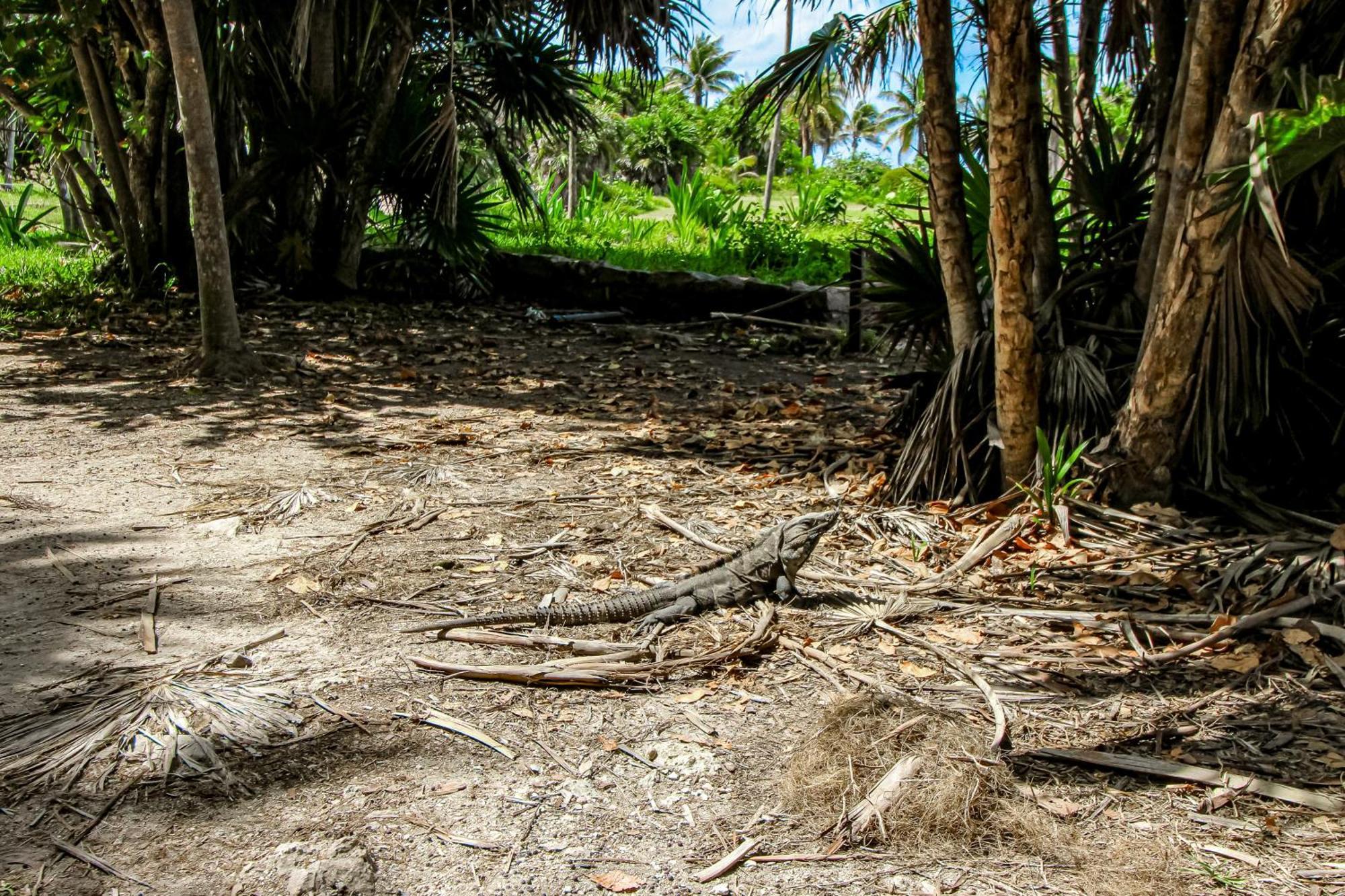 Villa Katalox At Aldea Zama Tulum Dış mekan fotoğraf